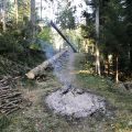 Holzschlag.jpg